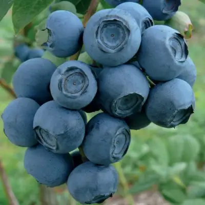 Голубика РУБЕЛ в Калинковичах