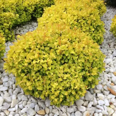 Барбарис БОНАНЗА ГОЛД тунберга в Калинковичах