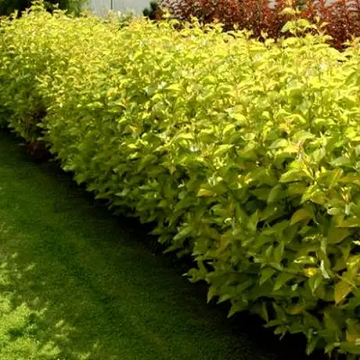 Комплект ДАРТС ГОЛД в Калинковичах