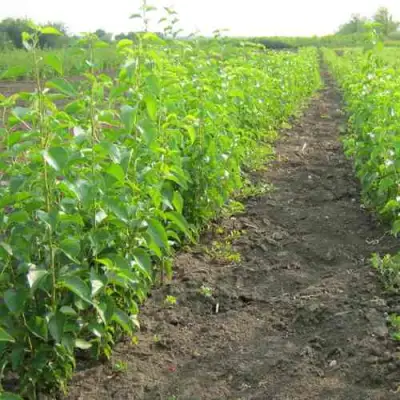 Подвой черешни ДИКАЯ ЧЕРЕШНЯ в Калинковичах