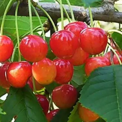 Черешня ДОНЧАНКА в Калинковичах