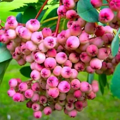 Рябина ПИНК сладкоплодная в Калинковичах