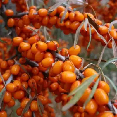 Облепиха ВОРОБЬЕВСКАЯ в Калинковичах