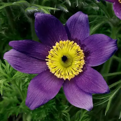 Прострел ПИНВИЛ БЛЮ ШЕЙДЕС в Калинковичах