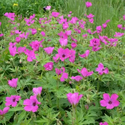 Герань РЕД АДМИРАЛ гибридная в Калинковичах