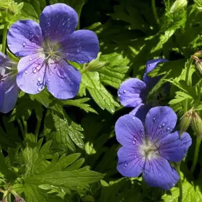 Герань БРУКСАЙД гибридная в Калинковичах