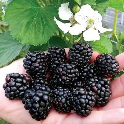 Ежевика РУБЕН ремонтантная  в Калинковичах