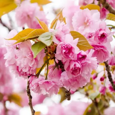 Сакура КАНЗАН в Калинковичах