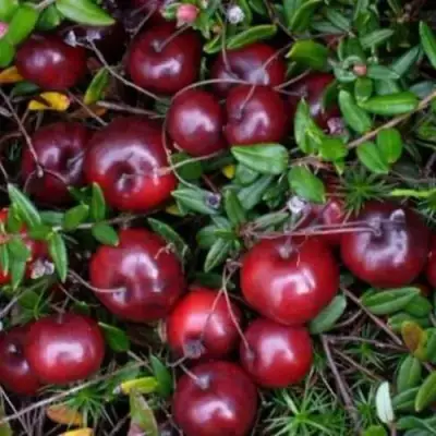 Клюква БЕН ЛИР в Калинковичах