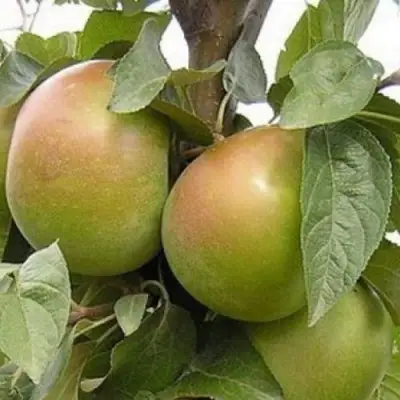 Яблоня БЕЛАНА в Калинковичах