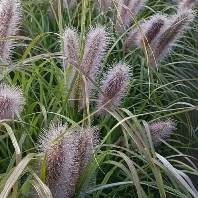 Пеннисетум БЛЭК БЬЮТИ в Калинковичах