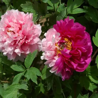 Пион ДВЕ СЕСТРЫ древовидный в Калинковичах