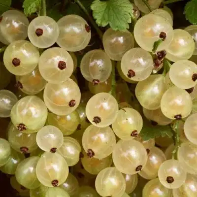 Смородина белая СМОЛЬЯНИНОВСКАЯ в Калинковичах