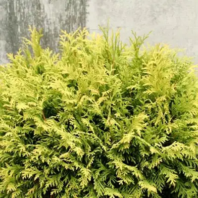 Туя ГОЛДЕН ГЛОБ западная в Калинковичах