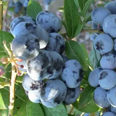 Голубика НОРТЛАНД в Калинковичах