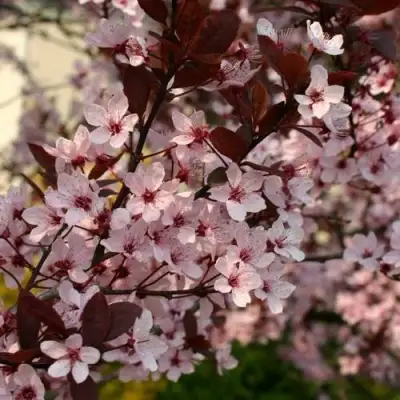 Слива НИГРА растопыреная в Калинковичах