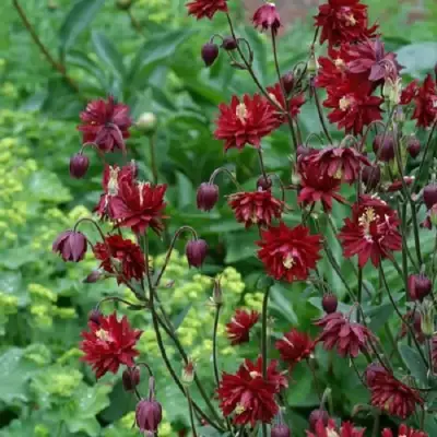 Аквилегия РУБИ ПОРТ обыкновенная в Калинковичах