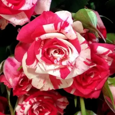 Роза ФАЙЕР ВОРКС миниатюрная в Калинковичах