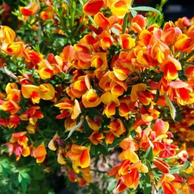 Ракитник АНДРЕАНУС в Калинковичах