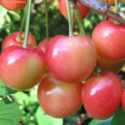 Черешня ЮЛИЯ в Калинковичах