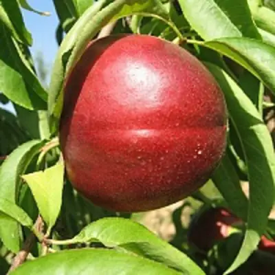 Нектарин ФАНТАЗИЯ в Калинковичах