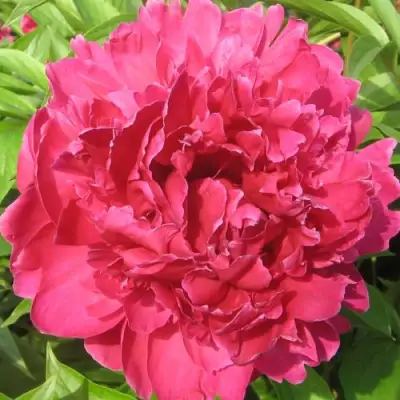 Пион ПУРПУРНЫЙ ФЕНИКС травянистый в Калинковичах