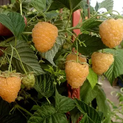 Малина ЗЮГАНА ЗОЛОТАЯ в Калинковичах