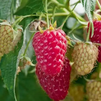 Малина МАРАСТАР в Калинковичах