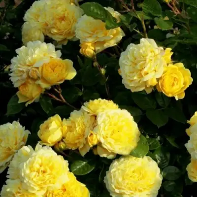 Роза АНИ ДЮПРЕЙ флорибунда в Калинковичах