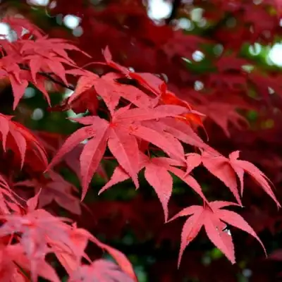 Клен гиннала  в Калинковичах