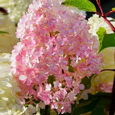 Гортензия ДИАМАНТИНО метельчатая в Калинковичах