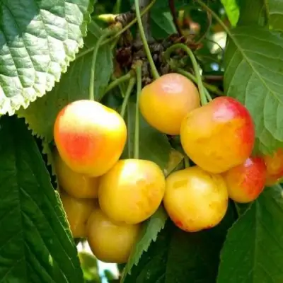 Черешня ЯНТАРНАЯ в Калинковичах