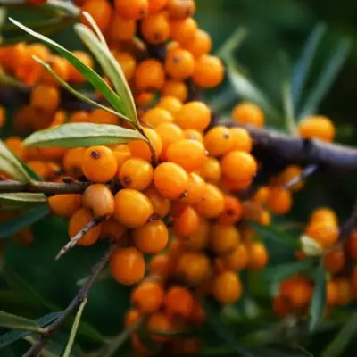 Облепиха МОСКОВСКАЯ ПРОЗРАЧНАЯ в Калинковичах