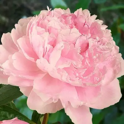 Пион САРА БЕРНАРД травянистый в Калинковичах