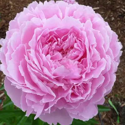 Пион ДЖАКОРМА травянистый в Калинковичах