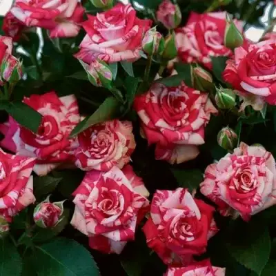 Роза ФАЙЕР ВОРКС миниатюрная в Калинковичах