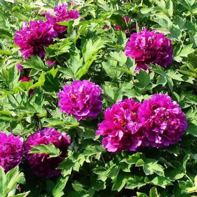 Пион ОРНАМЕНТ древовидный в Калинковичах