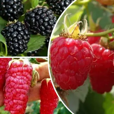 Комплект ЯГОДНЫЙ МИКС в Калинковичах