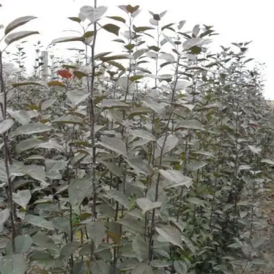 Подвой яблони 54-118 в Калинковичах