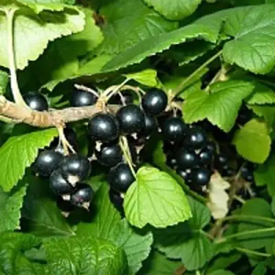 Смородина чёрная ВЕЛОЙ (ЛЕНИНГРАДСКАЯ СЛАДКАЯ) в Калинковичах