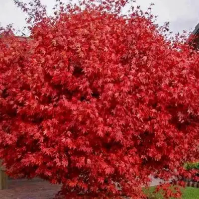 Клен гиннала  в Калинковичах