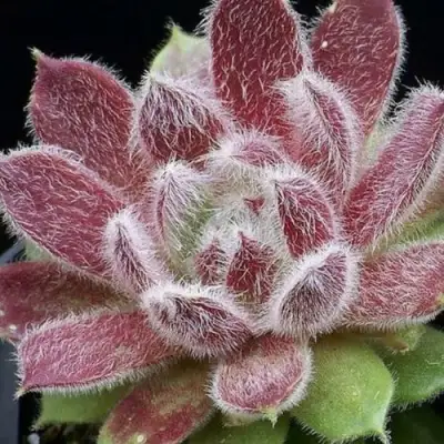 Молодило ТАРАНТУЛА в Калинковичах