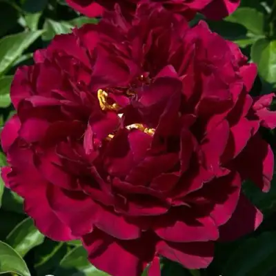 Пион ОЛД ФЕЙТФУЛ травянистый в Калинковичах