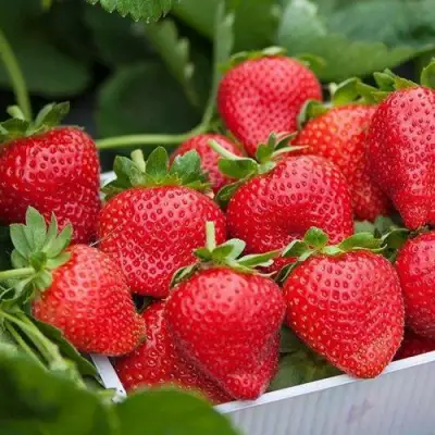 Клубника ЭЛИАНЕ в Калинковичах