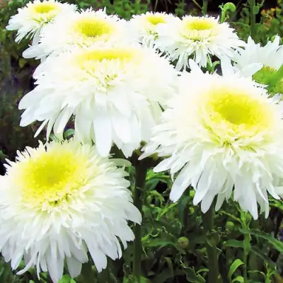 Нивяник ФИОНА ГОГХИЛЛ великолепный в Калинковичах