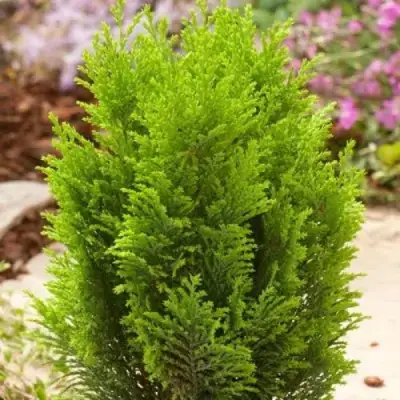 Кипарисовик ЭЛВУДИ ГОЛД лавсона в Калинковичах