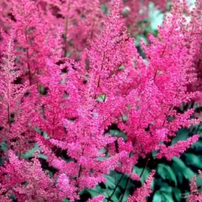 Астильба ЭЛИЗАБЕТ ВАН ВИН японская в Калинковичах