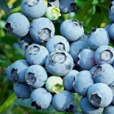 Голубика ПУРУ в Калинковичах