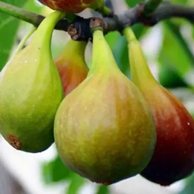 Инжир ДАЛМАТСКИЙ в Калинковичах