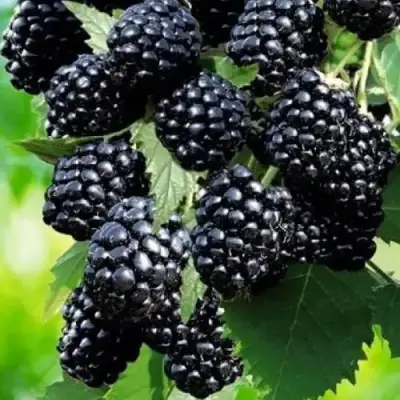 Ежевика АПАЧИ бесшипная  в Калинковичах